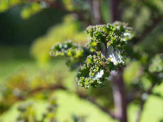 Le chou Kale dans le jardin