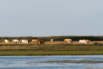 Obraz na płótnie Canvas Herd of grazing cattle in a marshland