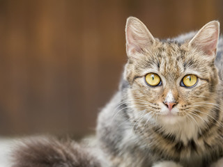 Close-up of a Tabby Cat