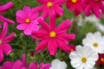 Fototapeta na wymiar Bright Cosmee flower in the summer garden of blooming plants 