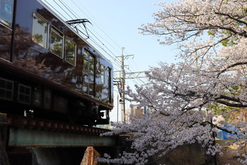 電車と桜