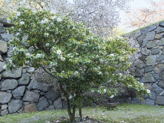 名古屋城の御殿椿（愛知県名古屋市）