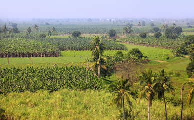 Fototapeta na wymiar Paddy and banana fields Near Vijayawada in India