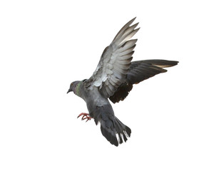Pigeon flying isolated on white background