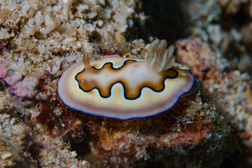 Gonoibranchus coi Nudibranch