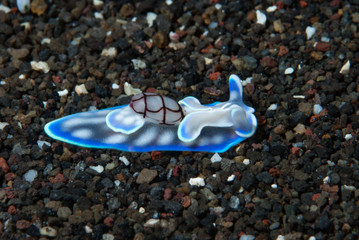 Micromelo cf. undata