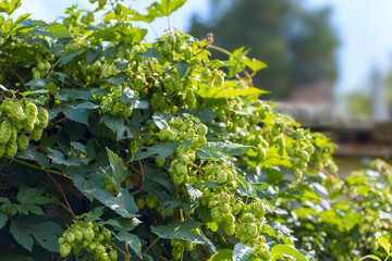 Cones of hops in a basket for making natural fresh beer, concept of brewing