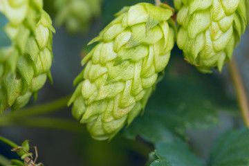 Cones of hops in a basket for making natural fresh beer, concept of brewing