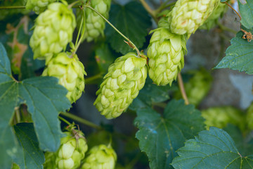 Cones of hops in a basket for making natural fresh beer, concept of brewing
