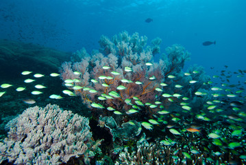 Fototapeta na wymiar Tropical Coral Reef Gorgonian and Green Chromis