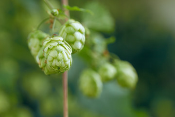 Cones of hops in a basket for making natural fresh beer, concept of brewing