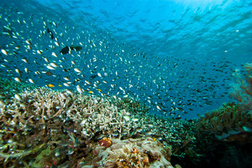 Fototapeta na wymiar Tropical Coral Reef Acropora and Green Chromis
