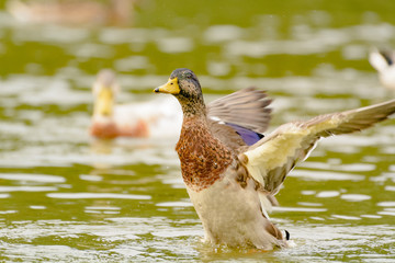 Eine Ente schlägt mit den Flügeln