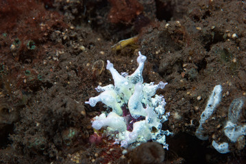 Sea Anemone
