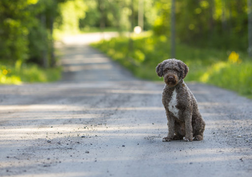 Cute brown dog sitting in the road alone. Curvy road in the background. Dog breed is lagotto romagnolo