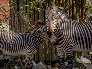 Fototapeta na wymiar Close view of zebras family 