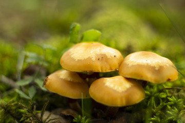 Close-up of mushrooms surrounded by green moss on a fallen tree.