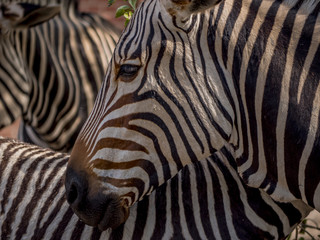 Fototapeta na wymiar Close view of zebras family 