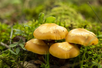Close-up of mushrooms surrounded by green moss on a fallen tree.