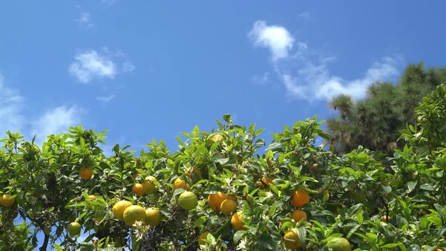 Locked down time lapse of a citrus tree with half green fruits over blue sky with small clouds and insects flying around.