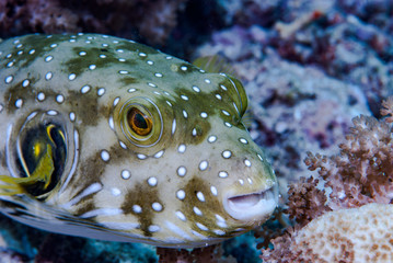 Obraz premium Stars and Stripes Pufferfish Arothron hispidus