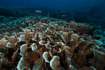Acropora Coral Reef