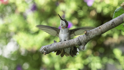 Testing His New Wings