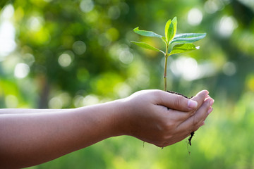 human hands holding a young green plant in green backgound. Save the world and World Environment Day concept.