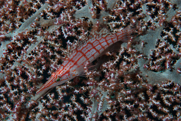 Longnose Hawkfish Oxycirrhites typus