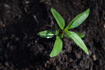 A young green tree on the ground. Save the world and World Environment Day concept.