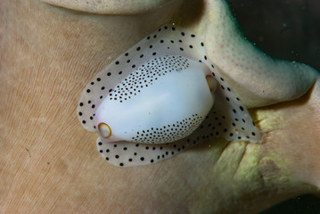 Calpurnus verrucosus