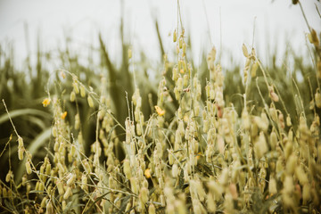 vintage flower background. soft focus. for your text design,decoration or advertisement template, retro art and for art design or web design.