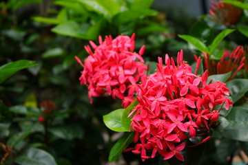 pink spike flowers or ixora in garden