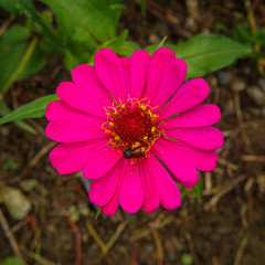 Closeup of a pink daisy