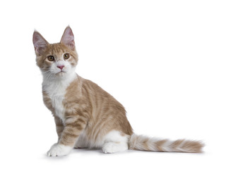 Sweet creme with white Maine Coon cat kitten sitting side ways and tail behind body looking up, isolated on a white background