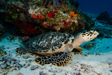 Hawksbill Turtle