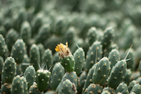 Closeup of a cactus in flower