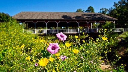Flower & Covered Bridge in Southeastern TX