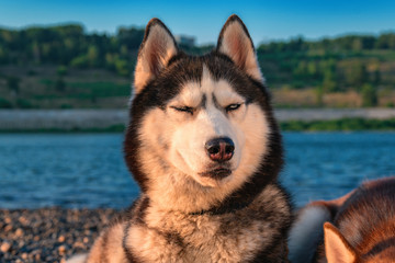 Portrait of Siberian husky dog with his eyes closed.