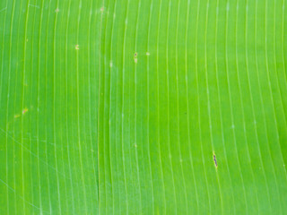 Close up of green banana leaf backgroung