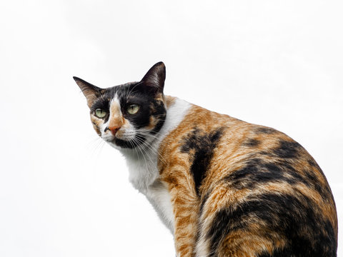 Portrait of a female tortoiseshell and white cat with isolated white ground