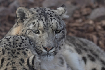Snow Leopard on the watch