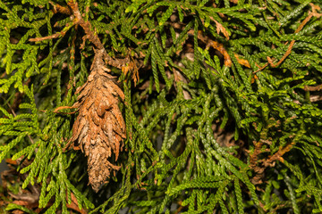 Evergreen Bagworms (Thyridopteryx ephemeraeformis)
