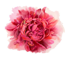 Watercolor flowers. Peonies.