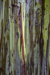 Close Up Wet Painted Eucalyptus Tree Bark Stripes and Textures