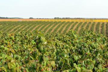 Fototapeta na wymiar Raspberries on the plantation during the harvest period