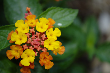 Beautiful Yellow Orange and Pink Multicolored Lantana Garden Flower with Tiny Buds in Center and Soft Green Leaf Background