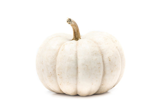 White pumpkin with stem isolated on white background ready for halloween fancy festival decoration