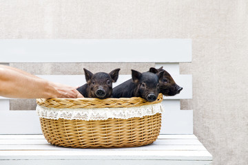 pig piglet little black basket white background wicker cute Vietnamese breed new year happy hand hold three