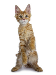 Adorable little red Maine Coon cat kitten sitting front view on hind paws, looking at camera with mesmerizing green eyes, isolated on white background